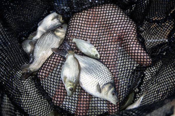 Dualfisch